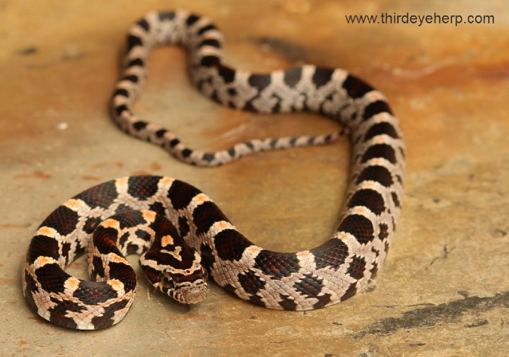 Okeetee Corn Snake